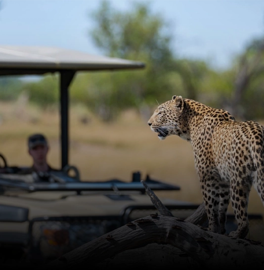 Walking Safaris